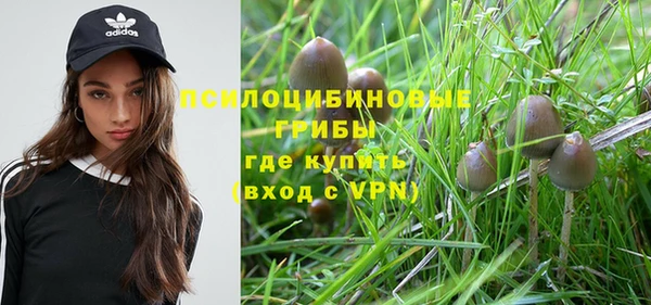 сатива Сосновый Бор